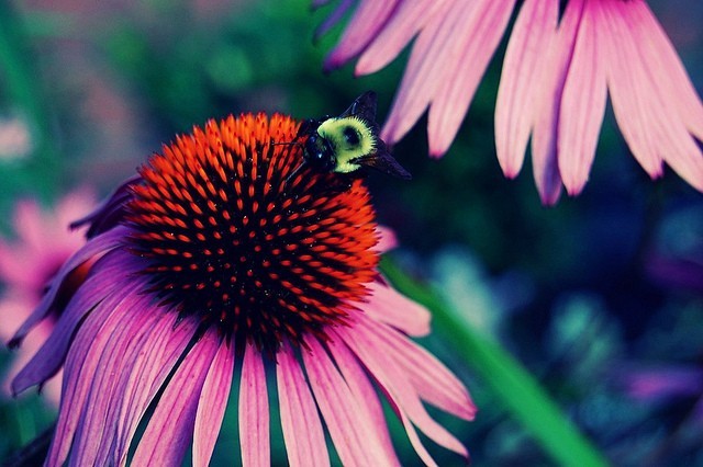 10 photos d'insectes pour vous inspirer