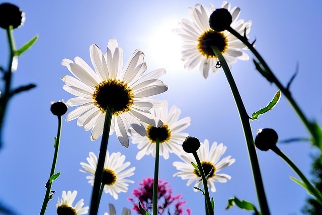 Soleil et fleurs