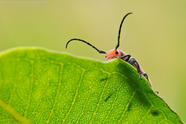 10 photos d'insectes pour vous inspirer : sur une feuille