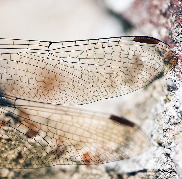 10 photos d'insectes pour vous inspirer : libélule