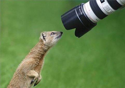 Fotos graciosas de animales: ¿Quieres que me acerque más a la cámara?