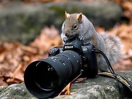 Fotos graciosas de animales: Ayúdame a coger la cámara