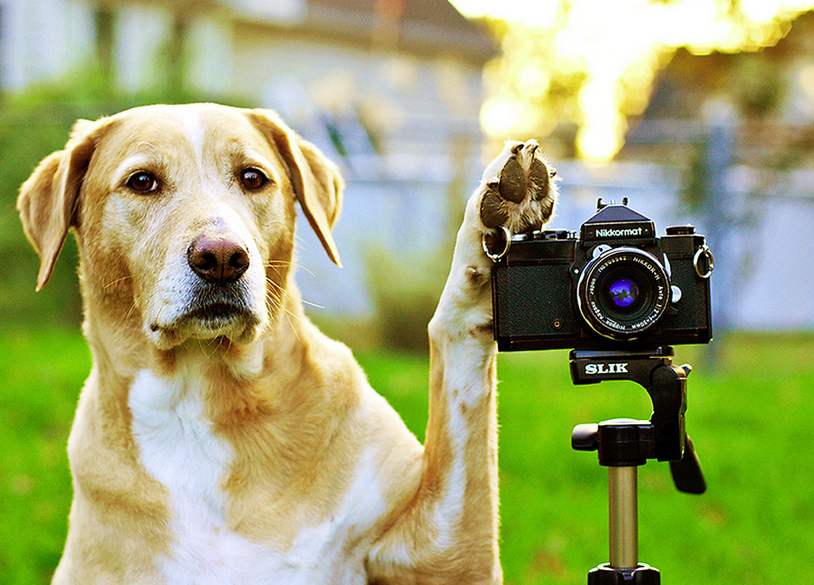 Fotos graciosas de animales: Listo para disparar