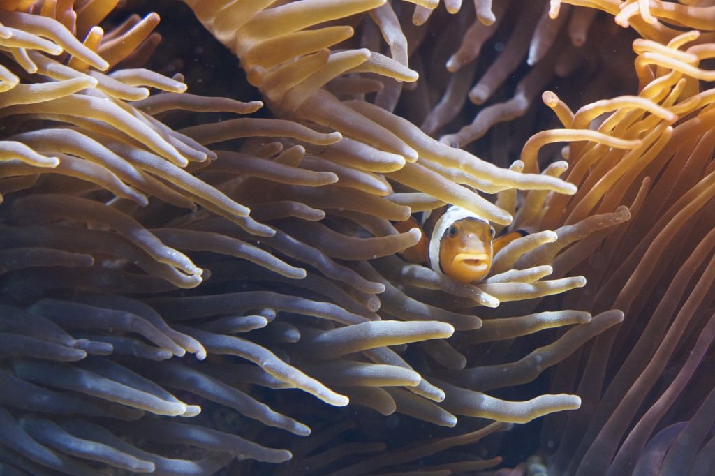 Hacer fotos bajo el agua: Pez payaso en algas