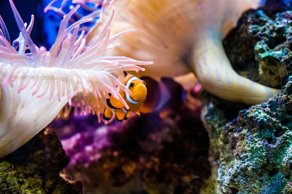 8 conseils pour prendre de belles photos sous-marines