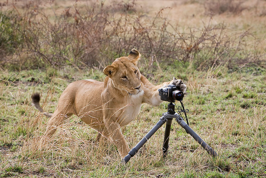 Fotos graciosas de animales: Ajustando los parámetros de la cámara, ¿de verdad?