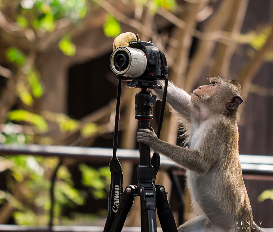 Un mono fotógrafo