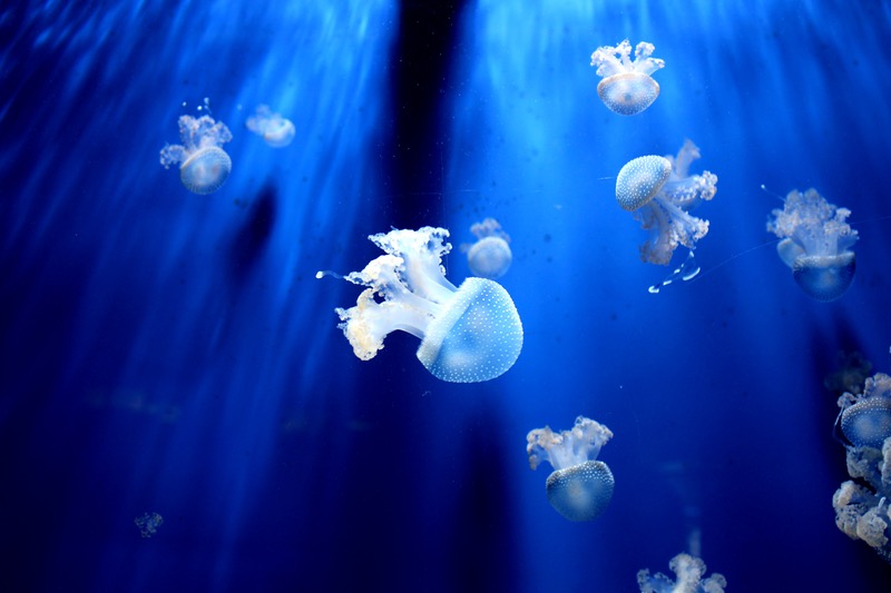 Hacer fotos bajo el agua: Medusas