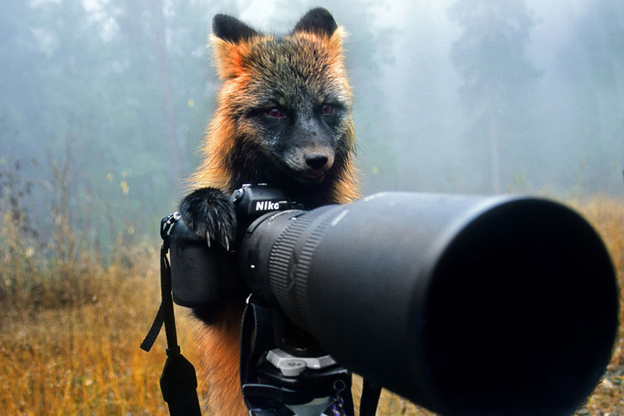 Fotos graciosas de animales: Fotógrafo de naturaleza