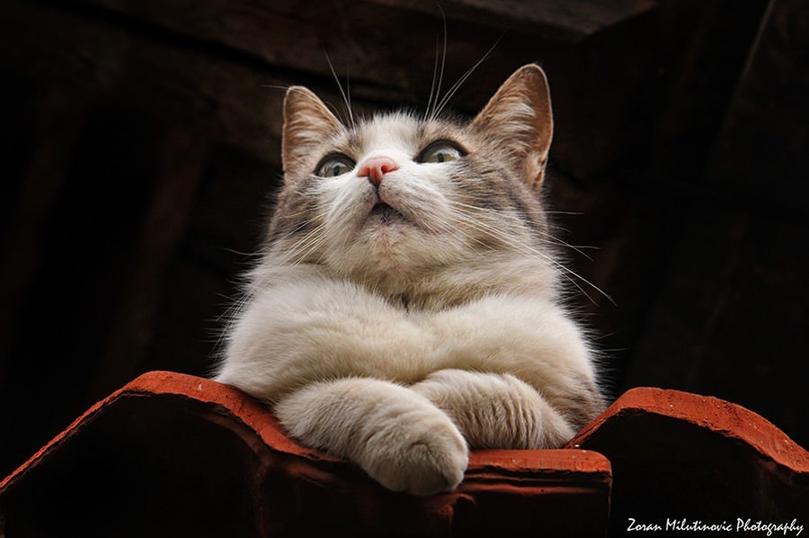 21 consejos para hacer increíbles fotos de gatos