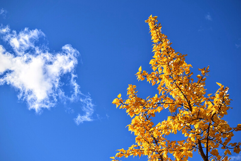 Busca las hojas de tus árboles para inmortalizar el otoño