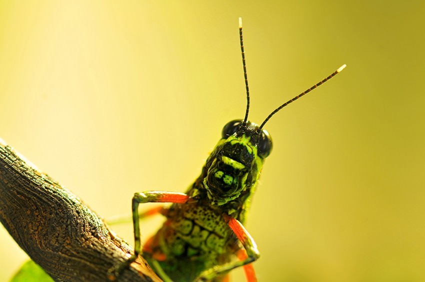 4 claves básicas para iniciarse en la fotografía de insectos