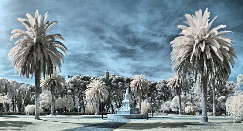 Idée de choc pour la photographie infrarouge : la beauté des palmiers