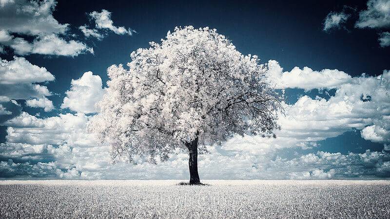 Idée de choc pour la photographie infrarouge : l'arbre solitaire