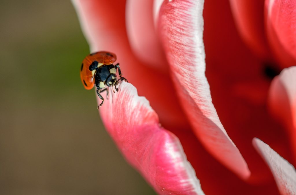 Objetivo macro: fotografía los insectos más pequeños