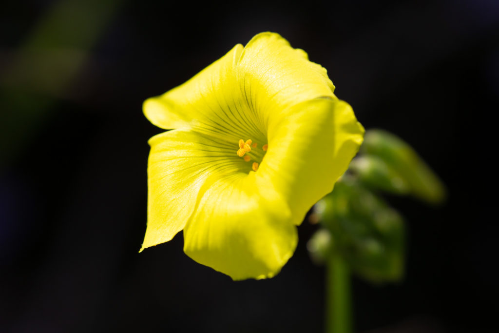Fotografía Macro con Irix 150mm: Flor amarilla