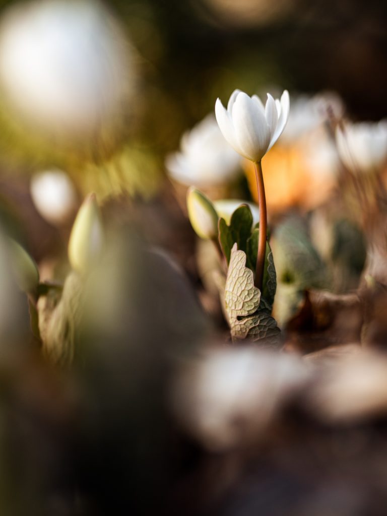 L'autofocus pour des photos bien nettes