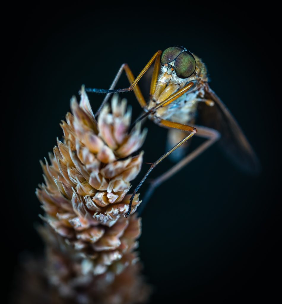 fotografiar insectos
