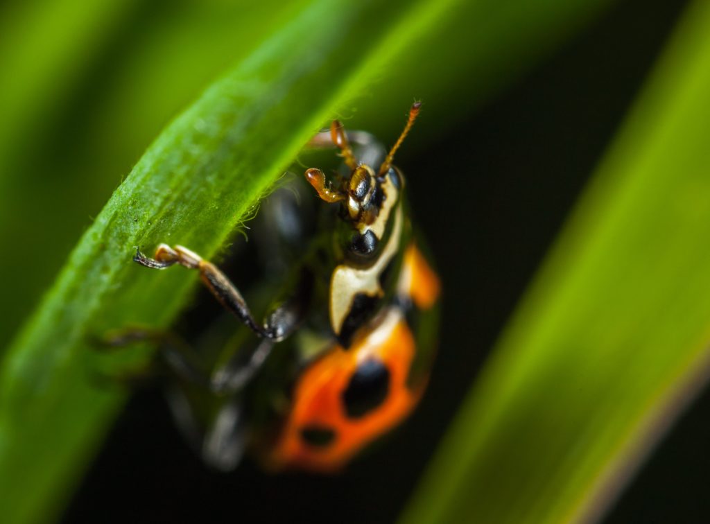 Photographier des insectes pour réussir des macros marquantes