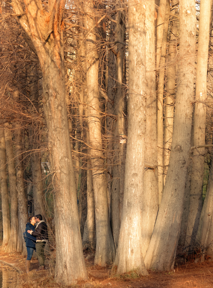 Photos de baisers originales en forêt