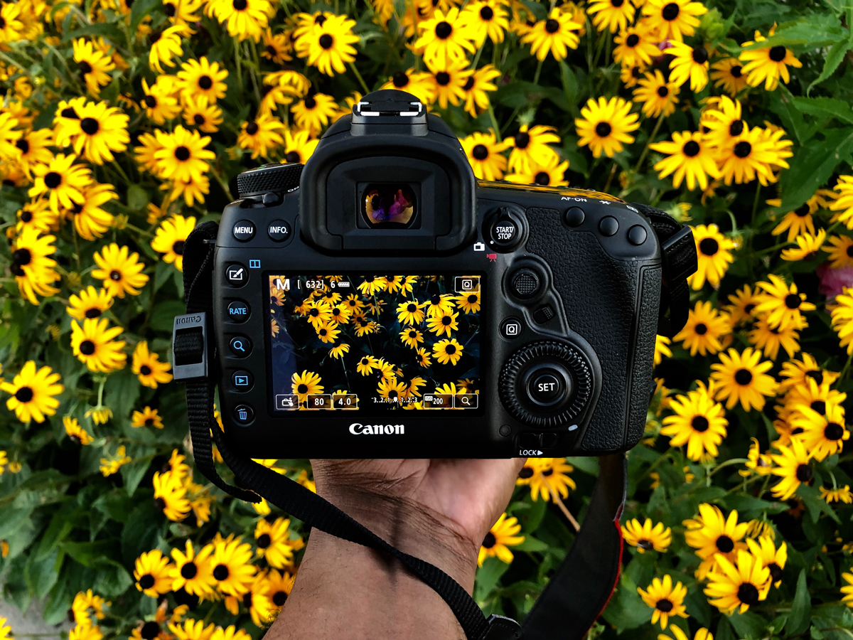 Fotografiando flores