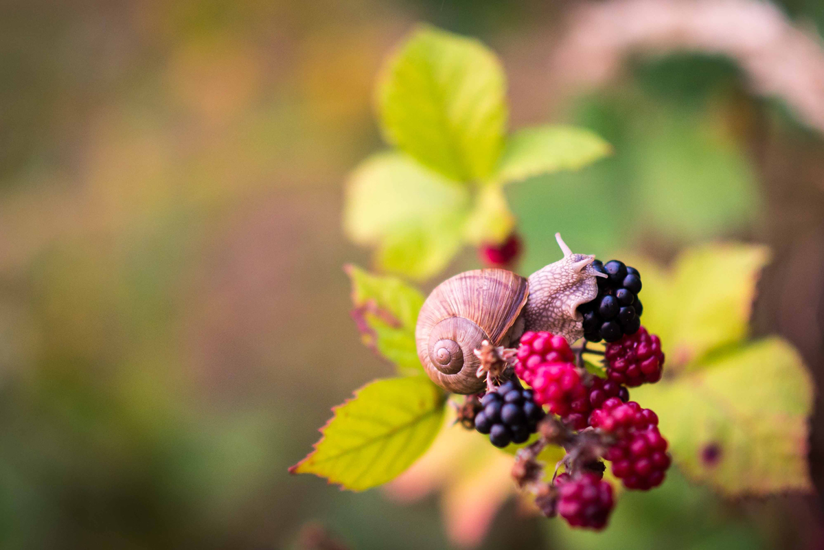Pour vos photos créatives pour l'été, photographiez des fruits typiques de saison comme les mûres et les framboises