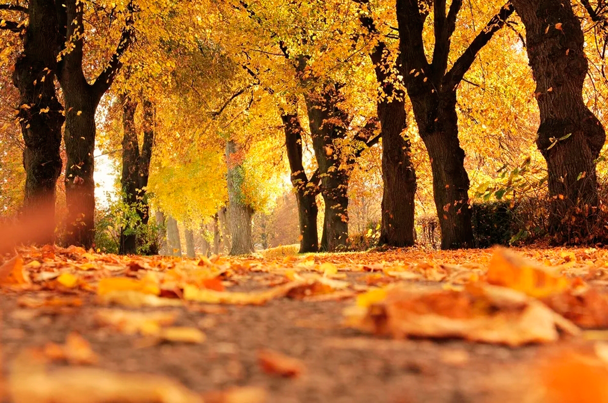 Ideas creativas para fotografiar el otoño: Realiza fotos a nivel del suelo