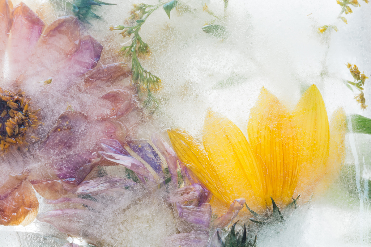 Comment photographier des fleurs congelées ? Sortez le bloc avec précaution