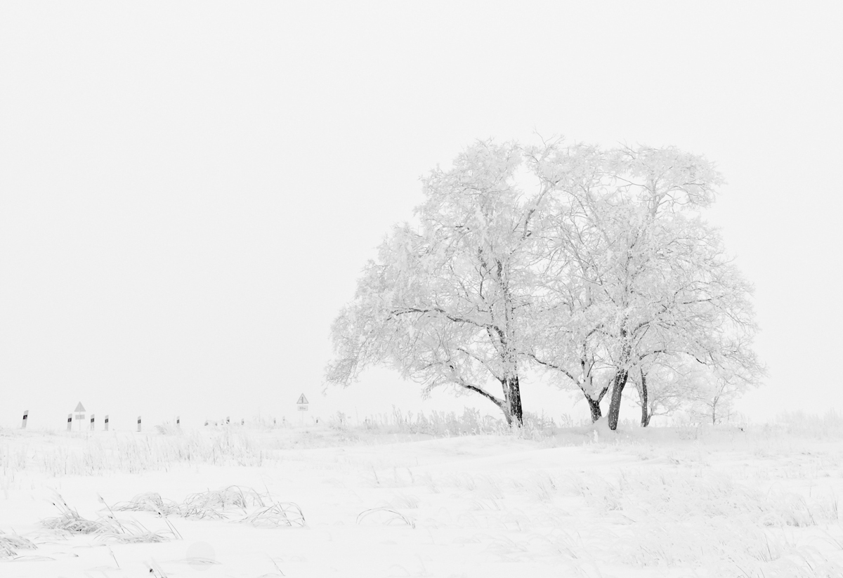 Fotos en la nieve: Fotografías minimalistas