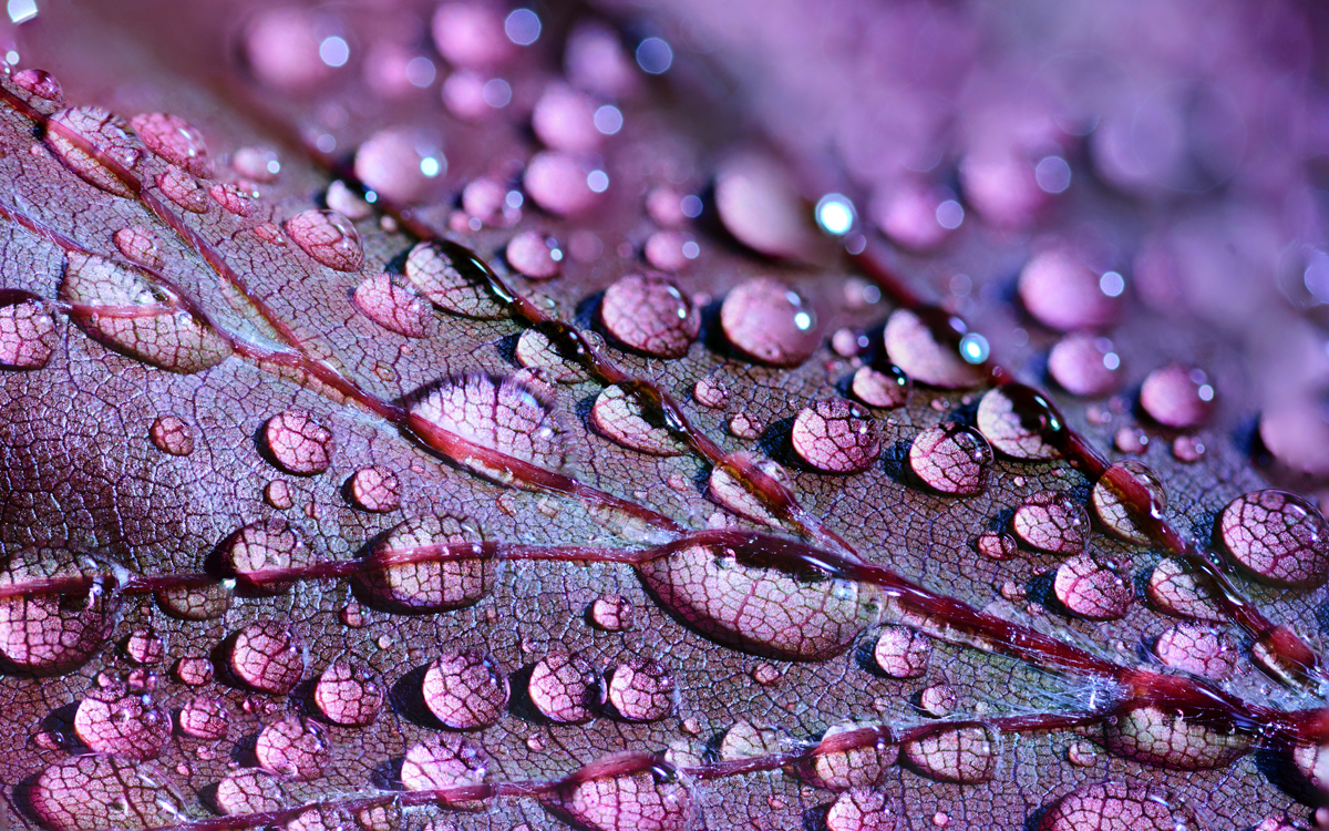Fotografiar texturas y patrones en la naturaleza: Gotas de agua sobre una hoja