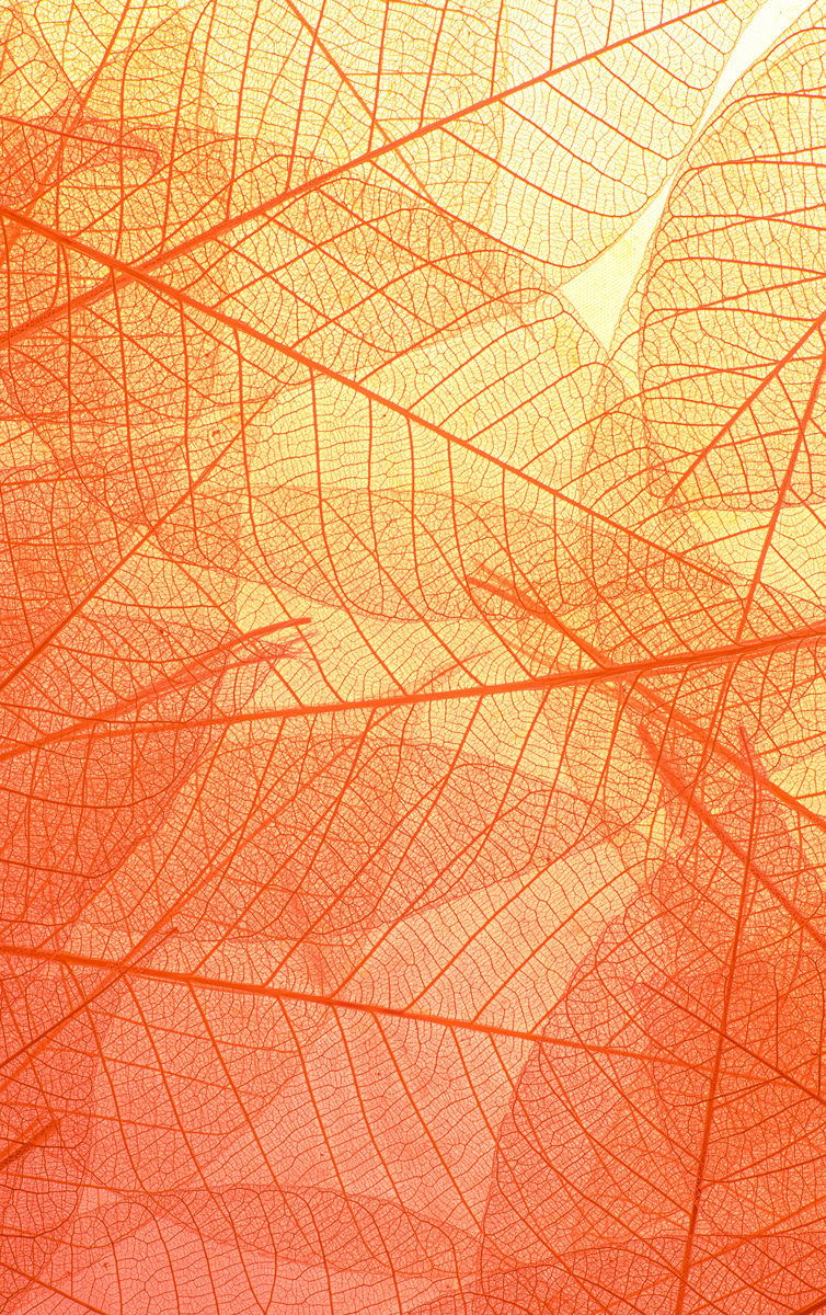 Photographier des textures et des motifs dans la nature : des feuilles en contre-jour