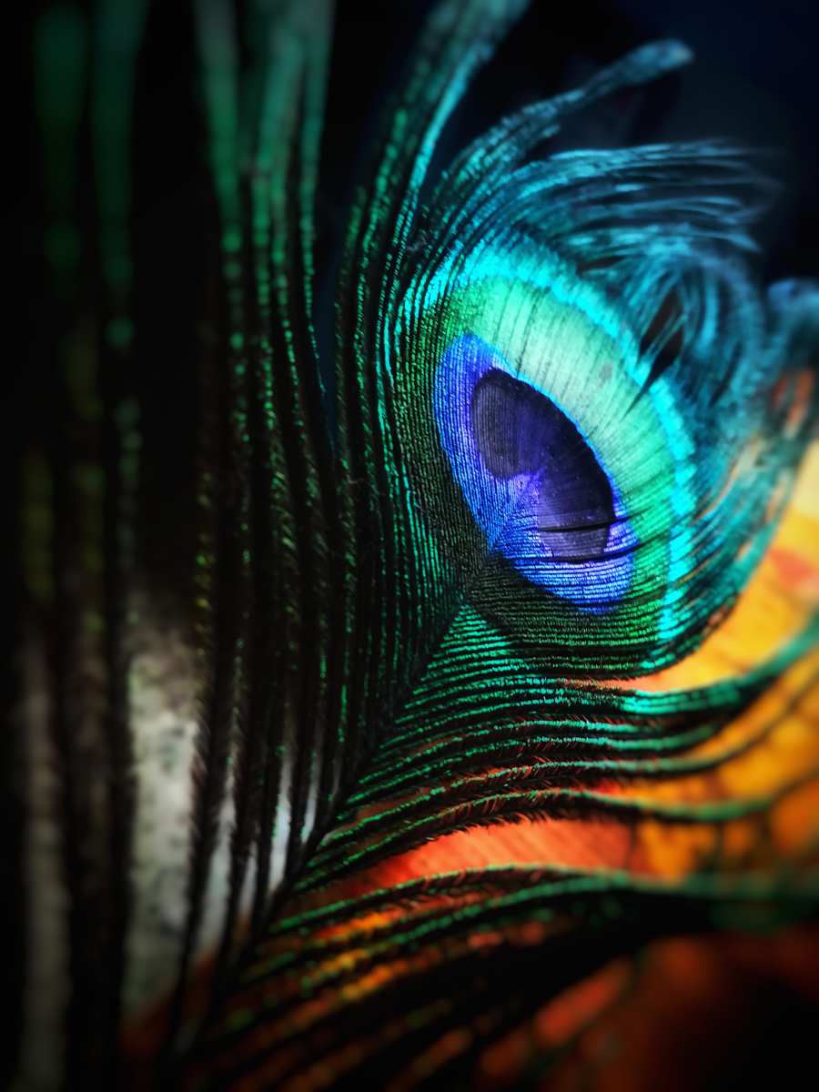 Fotografiar texturas y patrones en la naturaleza: Pluma de un pavo real