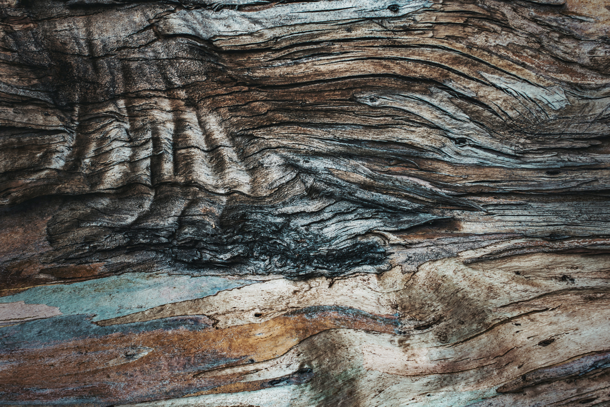 Photographier des textures et des motifs dans la nature : tronc