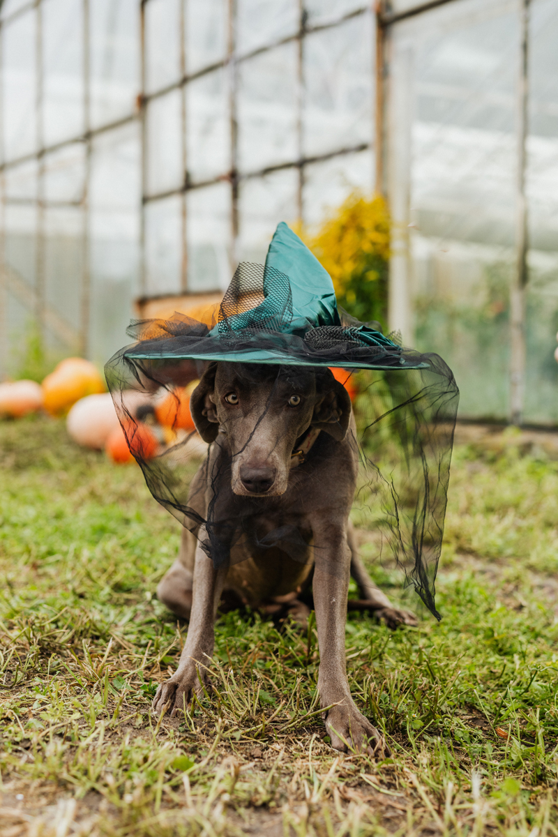 Photos d'Halloween originales : un chien déguisé