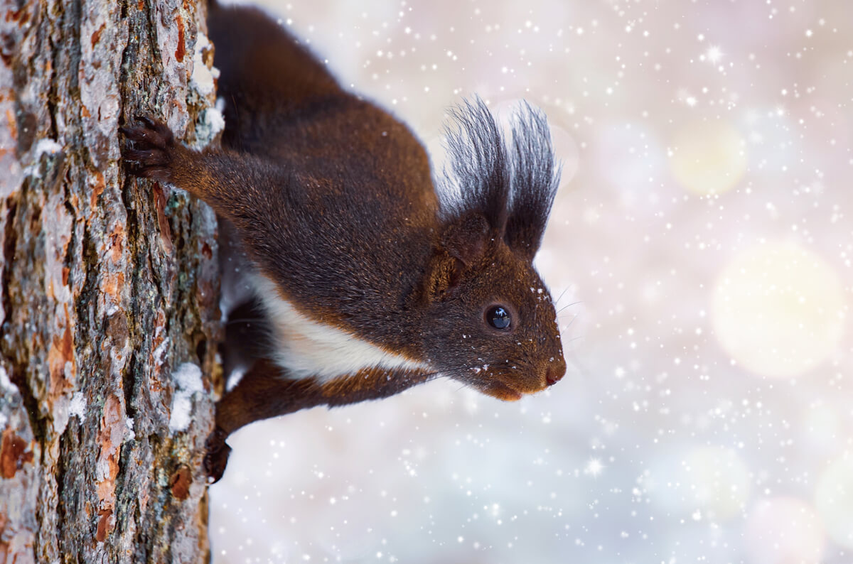 Photographier des animaux sauvages dans la neige : un écureuil sous la neige