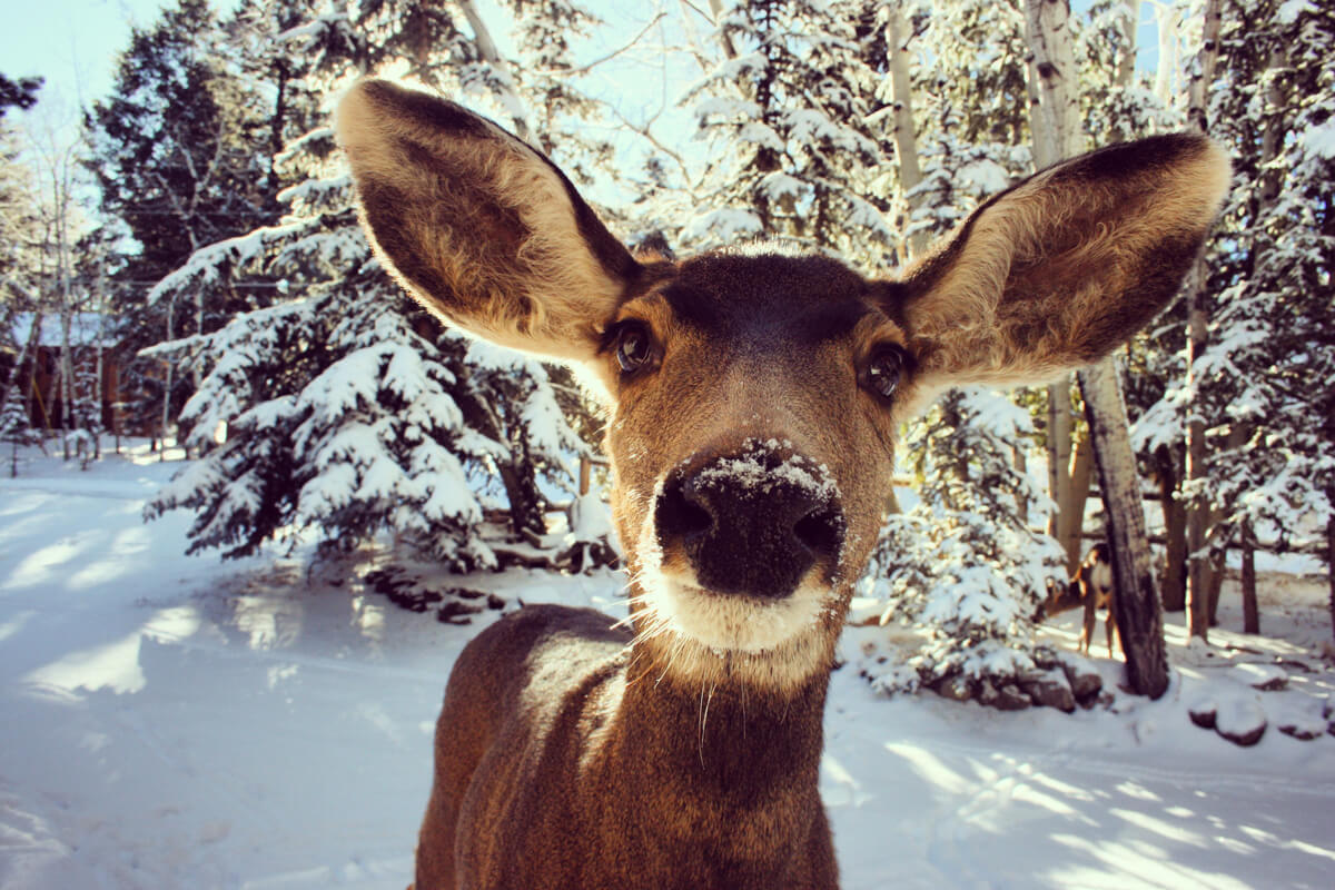Photographier des animaux sauvages dans la neige : un cerf qui fixe l'objectif