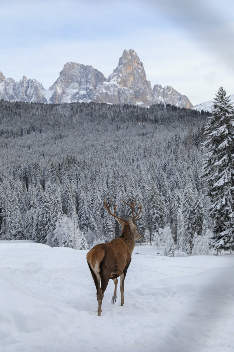 Photographier des animaux sauvages dans la neige : un cerf dans un bois enneigé