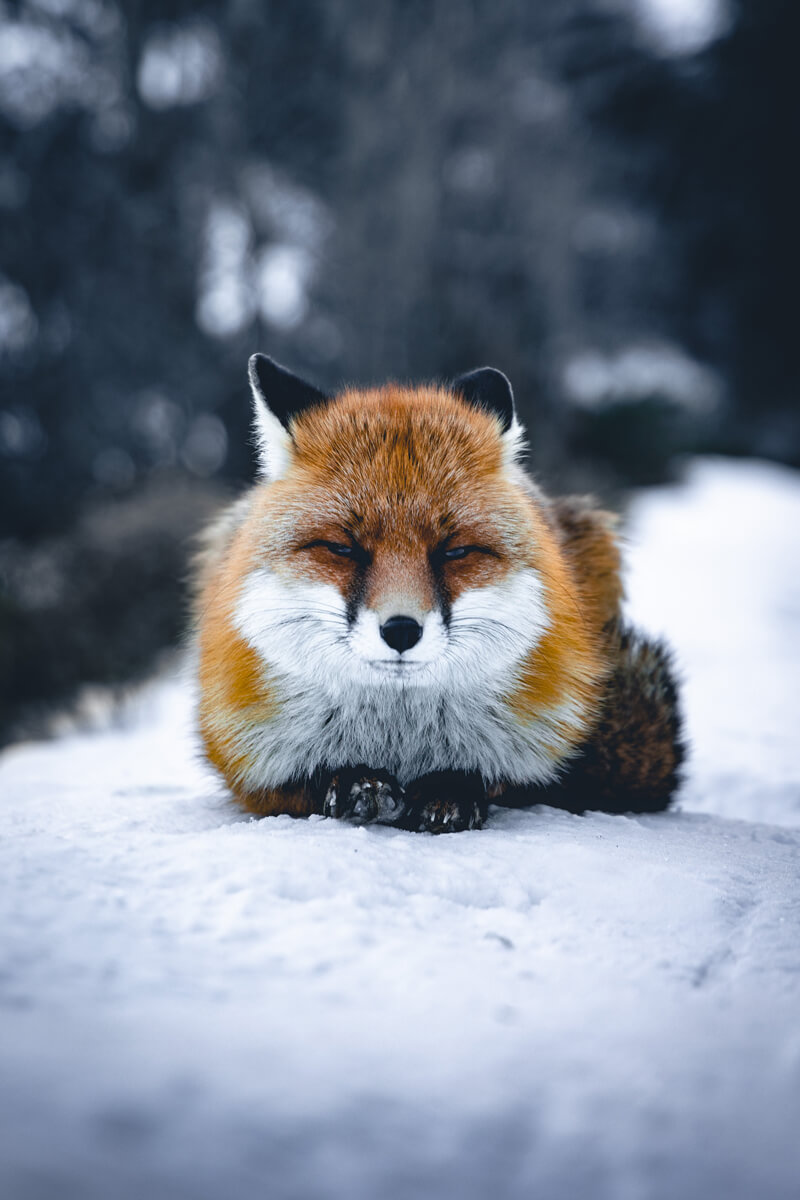 Un renard sur la neige
