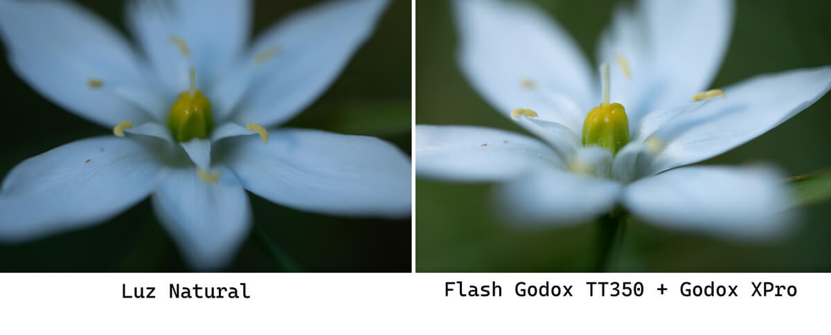 Godox TT350: Foto macrosin flash y con flash