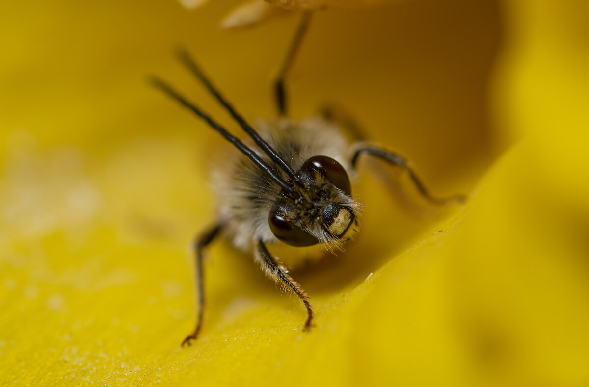 Émetteur Godox XPro TTL : macrophotographie d'une abeille